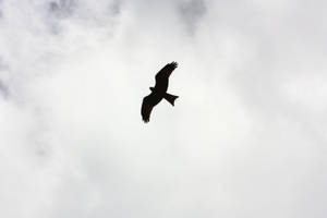 一隻猛禽的剪影在陰天中滑翔。 — 鳥類飛翔 壁紙