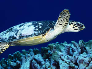 玳瑁海龜在深藍色海洋中游過珊瑚礁 — 海洋桌面 壁紙
