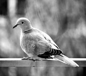 一隻珠頸斑鳩棲息在欄杆上的黑白照片。 — 鳥類飛翔 壁紙
