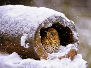 冬日降雪時，一隻鳥兒棲息在積雪的空心圓木中。 — 可愛的雪 壁紙