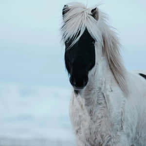 一隻白色冰島馬，黑色臉龐，站在雪中。 — 可愛的馬 壁紙