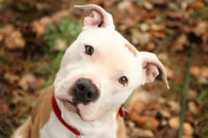白色鬥牛犬帶棕色斑點和紅色項圈在秋葉中抬頭看。 — 比特犬 壁紙