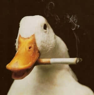 一隻鴨子叼著點燃的香煙，煙霧裊裊升起。 — 有趣美學GIF 壁紙