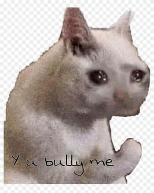 一隻白貓睜大眼睛、舉起爪子，文字寫著「Yu bully me」。 — 貓迷因 GIF 壁紙