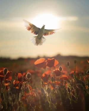 白鳥在金色夕陽下飛過紅色罌粟花 — 自由 壁紙