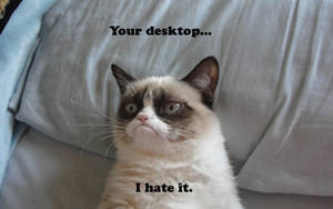 一隻暴躁貓咪坐在沙發上，上面有文字 'Your desktop... I hate it.' — 搞笑貓咪 壁紙