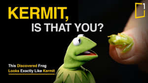 手指上的小綠色青蛙與Kermit the Frog木偶，兩者都表現出驚訝。 — 科米蛙 壁紙