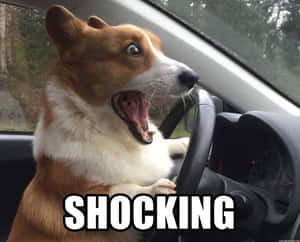 柯基犬在車內張開嘴巴和 shocking 文字 — 大笑 壁紙