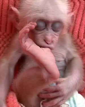 一隻睡眼惺忪的猴寶寶蜷縮在珊瑚色毯子上 — 搞笑猴子 壁紙