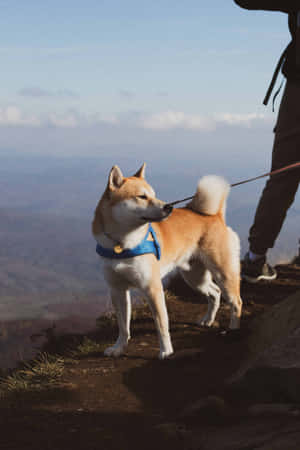山徑上的柴犬與遠足者 — 小米平板 8 壁紙