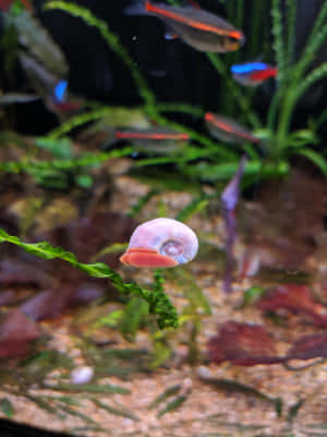 綠色植物上的粉紅蝸牛，水族箱中的霓虹魚 — Kindle Paperwhite 壁紙