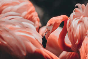 一隻粉紅色火烈鳥，彎曲的脖子和黑色的喙，被柔軟的粉紅色羽毛包圍。 — 火之翼 壁紙
