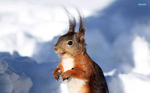 一隻紅松鼠站在雪中，風吹動牠的毛髮。 — 松鼠 壁紙