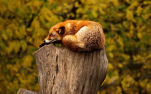 一隻紅狐蜷縮在秋林中的樹樁上睡覺。 — 野生動物 壁紙