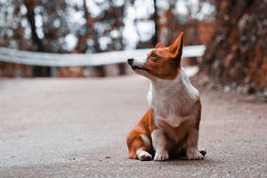 一隻巴仙吉犬在秋天的森林小徑上坐著。 — 柯基 壁紙