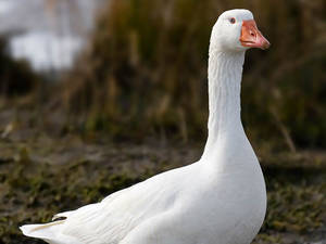 一隻橙色喙的白鵝站在沼澤地區。 — 動物 壁紙