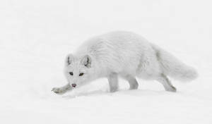 白色北極狐在冬季荒野的深雪中行走 — 北極狐 GIF 壁紙