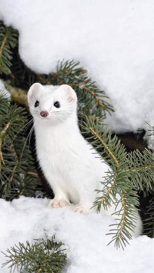 冬天時，一隻白色鼬鼠坐在松樹枝間的雪地上。 — 動物 壁紙