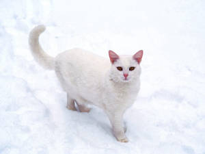雪地中的白貓 — 白雪公主 壁紙