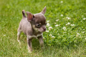 一隻細小灰色吉娃娃幼犬站在長有白花的草地上。 — 吉娃娃 壁紙
