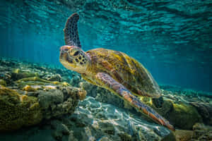 綠海龜在清澈的藍色海水中游過珊瑚礁 — 烏龜 壁紙