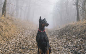 杜賓犬坐在佈滿落葉的霧濛濛森林小徑上。 — 霧濛濛的森林 壁紙