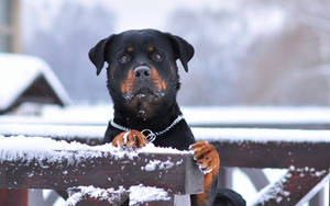 羅威納犬，爪子和口鼻上沾著雪，在冬天從木柵欄上方觀看。 — 德國狼犬 壁紙