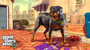 GTA V 都市小巷中的羅威納犬，穿著紫色襯衫和紅色碗 — GTA 聖安地列斯 壁紙