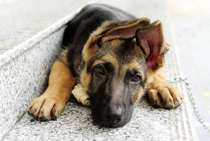 一隻德國牧羊犬幼犬躺在石階上，附近有一條鏈條。 — 德國狼犬 壁紙
