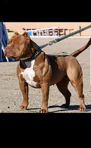 一隻棕白色比特犬站在碎石上，繫著狗繩。 — 比特犬幼犬 壁紙