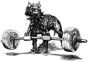 一隻比特犬脖子上掛著鏈條，舉起沉重的槓鈴。 — 狗狗藝術 壁紙