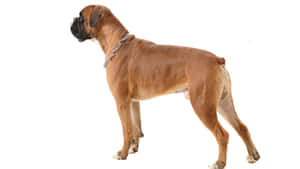 一隻淺黃色拳師犬戴著銀色鏈條項圈，側面站立在白色背景前。 — 可愛狗狗 GIF 壁紙