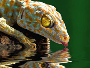 一隻色彩繽紛的壁虎在喝水，其倒影在水面下蕩漾。 — 動物星球 壁紙