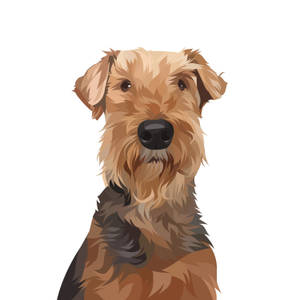 艾爾代爾梗犬肖像，毛髮蓬鬆，目光直視。