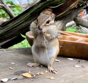 一隻花栗鼠在木碗附近的木甲板上吃種子。 — 可愛動物動圖 壁紙