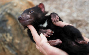 一隻藍眼睛、黑色毛髮的袋獾寶寶被人類雙手捧著。 — Tasmanian Devil 壁紙