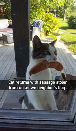 一隻貓在門廊上，嘴裡叼著一條香腸。 — 搞笑貓咪 壁紙