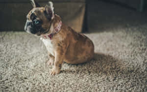 一隻虎斑法國鬥牛犬，有一隻藍眼睛，坐在米色地毯上。 — 棕色 壁紙