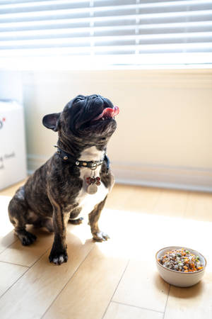 虎斑法國鬥牛犬在室內坐著，在窗邊舔著嘴唇，旁邊有食物碗。 — 鬥牛犬 壁紙