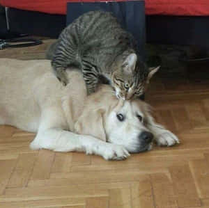一隻虎斑貓在室內坐在黃金獵犬的背上。 — 動物 壁紙