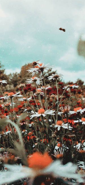 花田中的雛菊上的蜜蜂，另一隻蜜蜂在上方飛翔 — Tumblr 花朵 壁紙