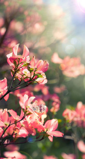 一隻蝴蝶棲息在粉紅山茱萸花上，背景是陽光照射的散景。 — 花朵 壁紙