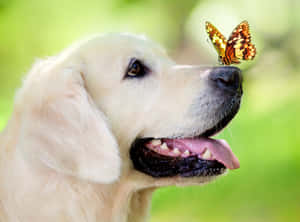 在陽光明媚的戶外環境中，一隻金毛獵犬鼻子上有蝴蝶。 — 吉娃娃 壁紙