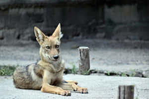 幼狼在碎石上休息，背景是石牆和樹樁。 — 野生動物 壁紙