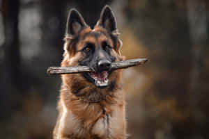 德國牧羊犬在森林中嘴裡叼著樹枝 — 德國狼犬 壁紙
