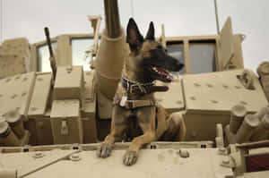 裝甲車上的比利時瑪連萊軍犬 — 德國狼犬 壁紙