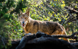 森林中的郊狼，綠葉和陽光穿過樹枝。 — 野生動物 壁紙