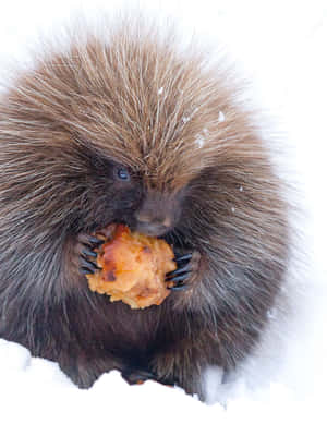 一隻豪豬在雪中吃糕點。 — 可愛動物動圖 壁紙