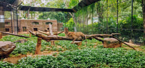 豹在動物園圍欄裡的一根木頭上休息，周圍有綠色植物和石牆。 — 動物方城市 壁紙