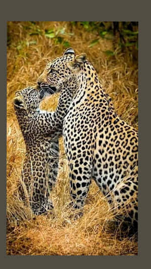 豹媽媽在金色草叢中深情地輕蹭她的幼崽。 — 野生動物 壁紙